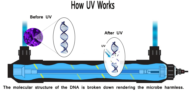 Ultraviolet Light Water Purification Shelly Lighting